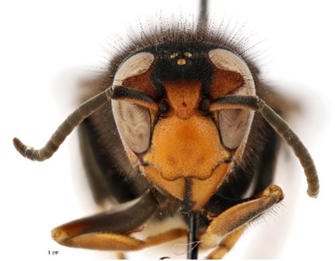 Yellow-Legged Hornet Confirmed in Georgia